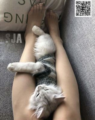 龙门镖局在线观看_电影在线观看免费